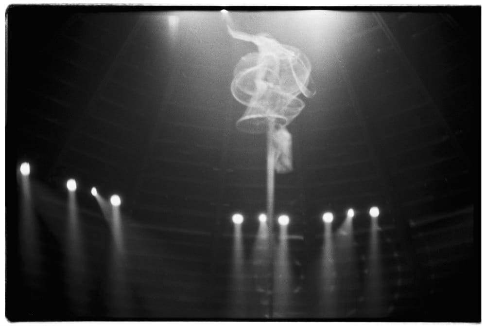 Raubkatzen – Die Befreiung Beitragsbild