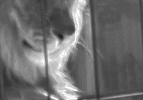 Der weisse Löwe Beitragsbild